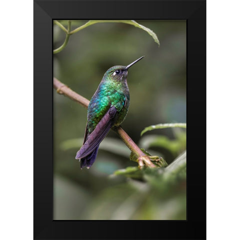 Green-crowned brilliant-Ecuador Black Modern Wood Framed Art Print by Jones, Adam