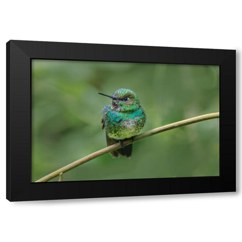 Green-crowned brilliant-Ecuador Black Modern Wood Framed Art Print with Double Matting by Jones, Adam