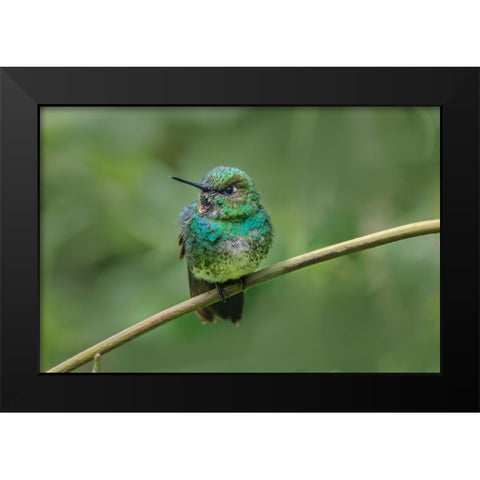 Green-crowned brilliant-Ecuador Black Modern Wood Framed Art Print by Jones, Adam