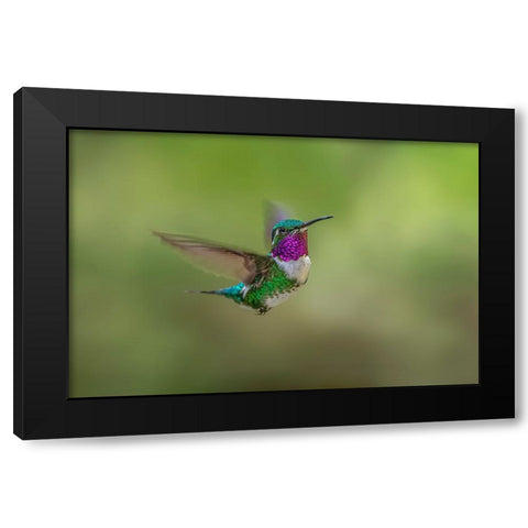 White-bellied woodstar flying-Ecuador Black Modern Wood Framed Art Print with Double Matting by Jones, Adam