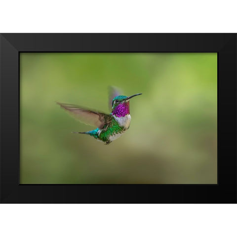 White-bellied woodstar flying-Ecuador Black Modern Wood Framed Art Print by Jones, Adam