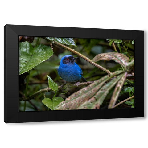 Masked flowerpiercer-Ecuador Black Modern Wood Framed Art Print with Double Matting by Jones, Adam