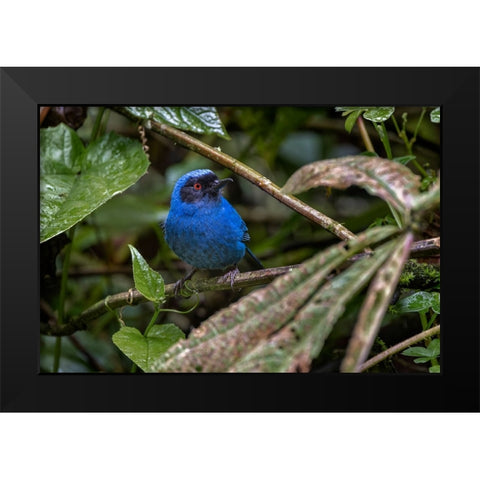 Masked flowerpiercer-Ecuador Black Modern Wood Framed Art Print by Jones, Adam