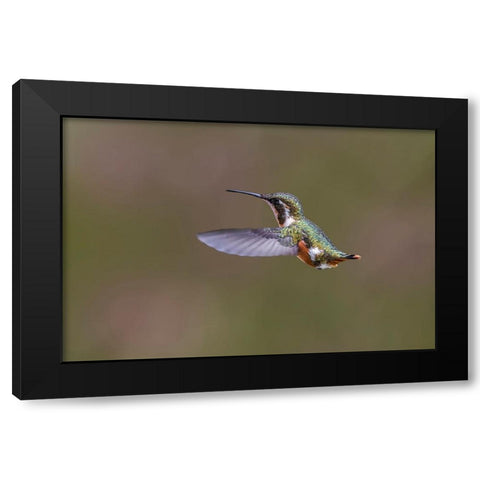 Female Purple-throated Woodstar-Ecuador Black Modern Wood Framed Art Print with Double Matting by Jones, Adam