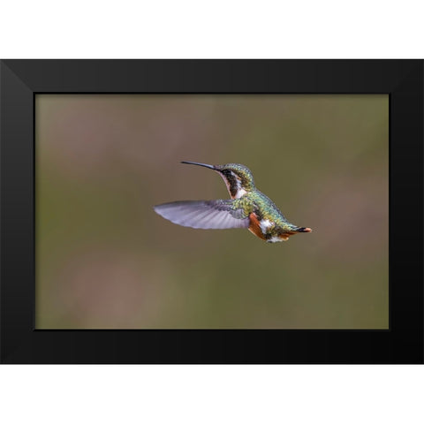 Female Purple-throated Woodstar-Ecuador Black Modern Wood Framed Art Print by Jones, Adam