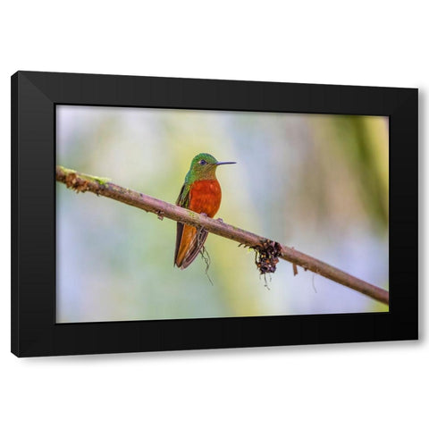 Chestnut-breasted Coronet-Ecuador Black Modern Wood Framed Art Print by Jones, Adam