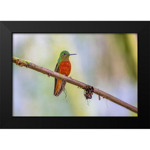 Chestnut-breasted Coronet-Ecuador Black Modern Wood Framed Art Print by Jones, Adam