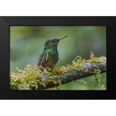 Buff-tailed Coronet-Ecuador Black Modern Wood Framed Art Print by Jones, Adam
