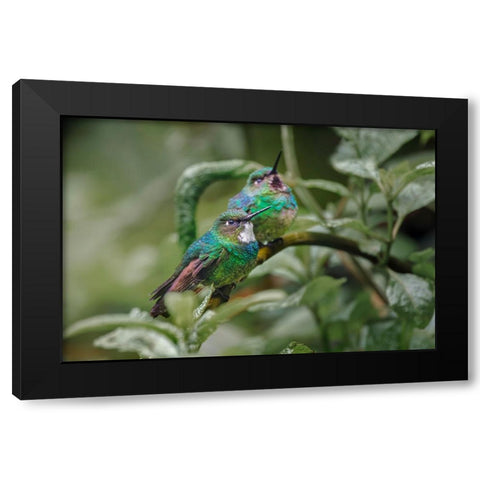 Pair of Green-crowned brilliant-Ecuador Black Modern Wood Framed Art Print by Jones, Adam