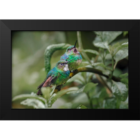 Pair of Green-crowned brilliant-Ecuador Black Modern Wood Framed Art Print by Jones, Adam