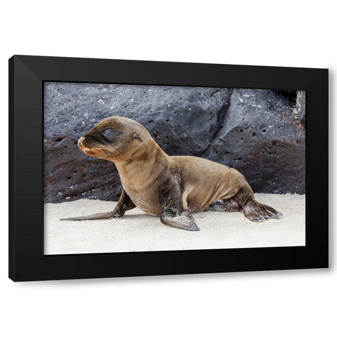 Baby Galapagos sealion pup-Espanola Island-Galapagos Islands-Ecuador Black Modern Wood Framed Art Print with Double Matting by Jones, Adam