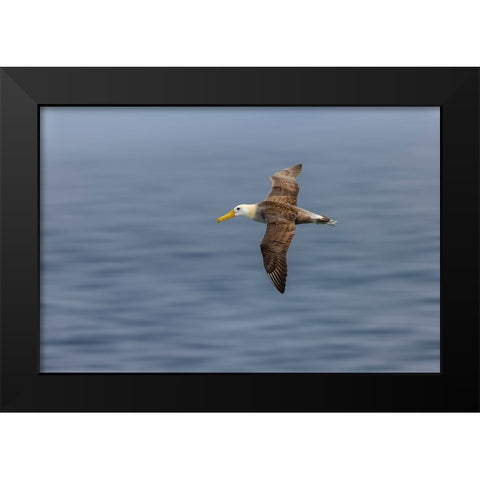 Waved albatross flying-Espanola Island-Galapagos Islands-Ecuador Black Modern Wood Framed Art Print by Jones, Adam
