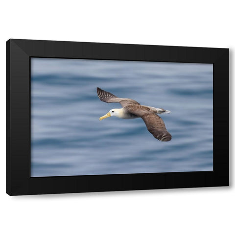 Waved albatross flying-Espanola Island-Galapagos Islands-Ecuador Black Modern Wood Framed Art Print with Double Matting by Jones, Adam