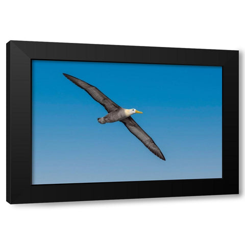 Waved albatross flying-Espanola Island-Galapagos Islands-Ecuador Black Modern Wood Framed Art Print with Double Matting by Jones, Adam