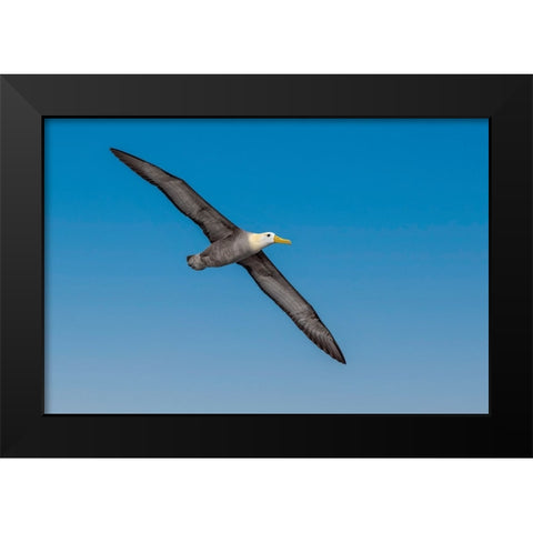 Waved albatross flying-Espanola Island-Galapagos Islands-Ecuador Black Modern Wood Framed Art Print by Jones, Adam
