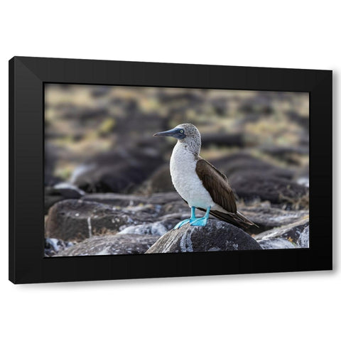 Blue-footed Boobie-Espanola Island-Galapagos Islands-Ecuador Black Modern Wood Framed Art Print by Jones, Adam