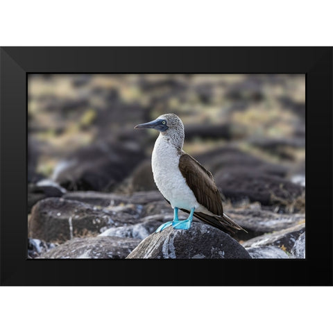 Blue-footed Boobie-Espanola Island-Galapagos Islands-Ecuador Black Modern Wood Framed Art Print by Jones, Adam