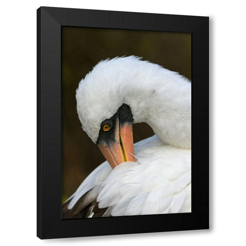 Nazca booby preening feathers-Espanola Island-Galapagos Islands-Ecuador Black Modern Wood Framed Art Print with Double Matting by Jones, Adam