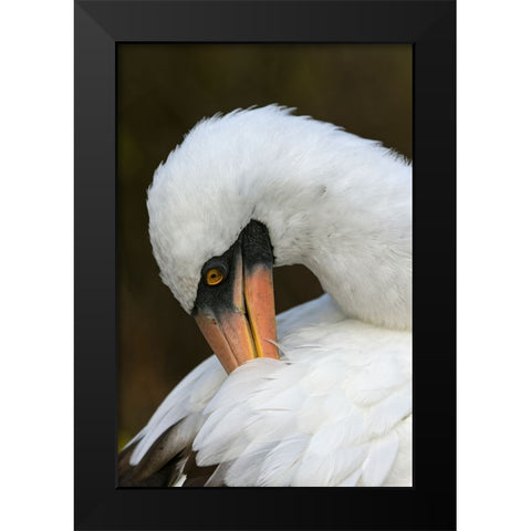Nazca booby preening feathers-Espanola Island-Galapagos Islands-Ecuador Black Modern Wood Framed Art Print by Jones, Adam