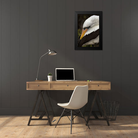 Nazca booby preening feathers-Espanola Island-Galapagos Islands-Ecuador Black Modern Wood Framed Art Print by Jones, Adam