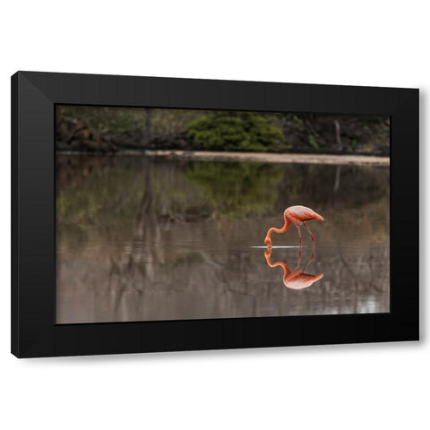 Galapagos Flamingo or Caribbean flamingo-Flamingo Lagoon-Punta Cormorant Floreana Island Black Modern Wood Framed Art Print with Double Matting by Jones, Adam