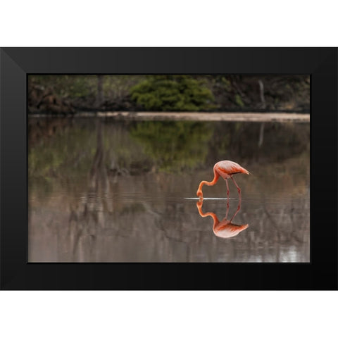 Galapagos Flamingo or Caribbean flamingo-Flamingo Lagoon-Punta Cormorant Floreana Island Black Modern Wood Framed Art Print by Jones, Adam
