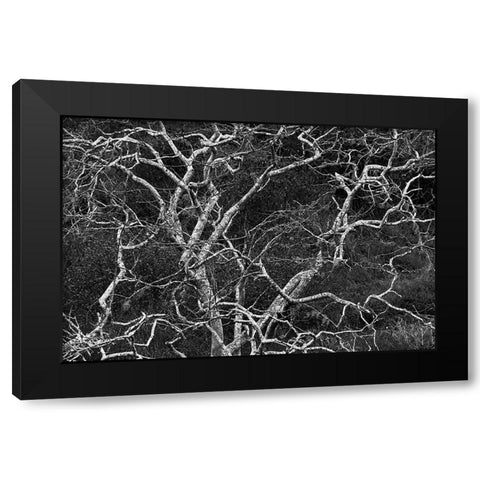 Palo santo tree Floreana Island-Galapagos Islands-Ecuador Black Modern Wood Framed Art Print by Jones, Adam
