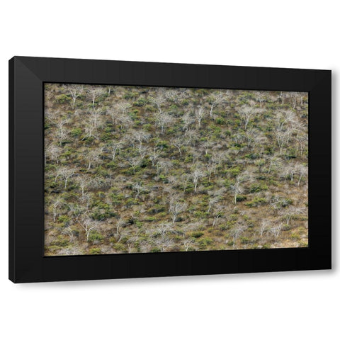 Hillside of palo santo trees Floreana Island-Galapagos Islands-Ecuador Black Modern Wood Framed Art Print by Jones, Adam