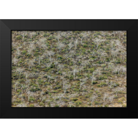 Hillside of palo santo trees Floreana Island-Galapagos Islands-Ecuador Black Modern Wood Framed Art Print by Jones, Adam