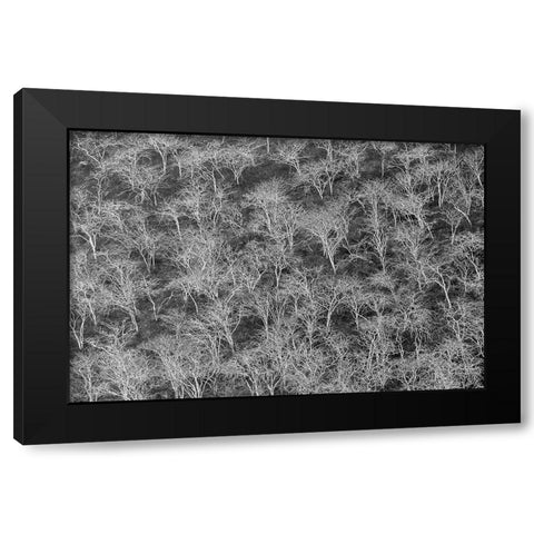 Hillside of palo santo trees Floreana Island-Galapagos Islands-Ecuador Black Modern Wood Framed Art Print with Double Matting by Jones, Adam