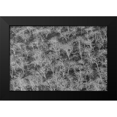 Hillside of palo santo trees Floreana Island-Galapagos Islands-Ecuador Black Modern Wood Framed Art Print by Jones, Adam