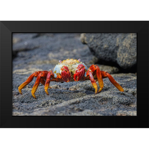 Sally lightfoot crab Floreana Island-Galapagos Islands-Ecuador Black Modern Wood Framed Art Print by Jones, Adam