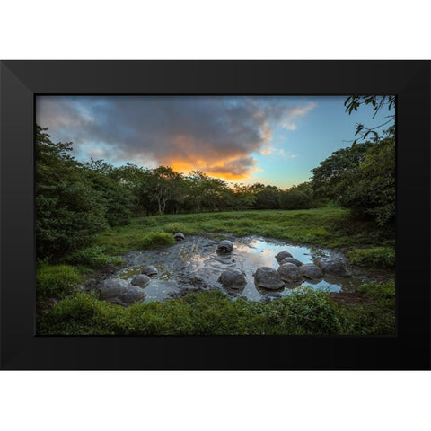 Galapagos giant tortoise gathering in small pond at sunset Genovesa Island-Galapagos Islands Black Modern Wood Framed Art Print by Jones, Adam