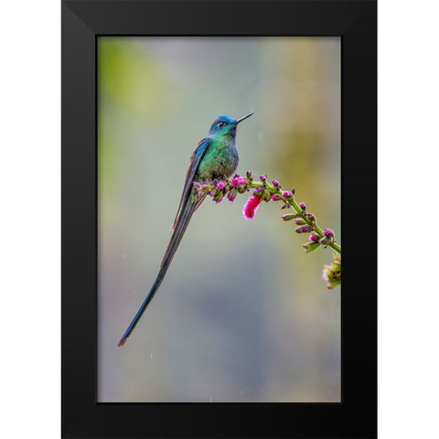 Male Long-tailed sylph-Ecuador Black Modern Wood Framed Art Print by Jones, Adam