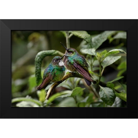 Pair of Green-crowned brilliant-Ecuador Black Modern Wood Framed Art Print by Jones, Adam