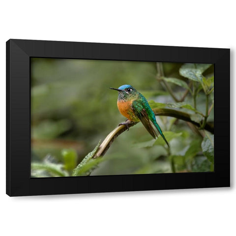 Female Long-tailed sylph-Ecuador Black Modern Wood Framed Art Print with Double Matting by Jones, Adam