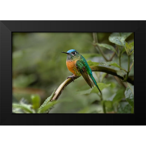 Female Long-tailed sylph-Ecuador Black Modern Wood Framed Art Print by Jones, Adam