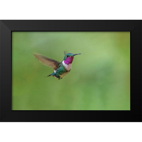 White-bellied woodstar flying-Ecuador Black Modern Wood Framed Art Print by Jones, Adam