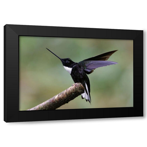 Collared Inca Ecuador Black Modern Wood Framed Art Print with Double Matting by Jones, Adam