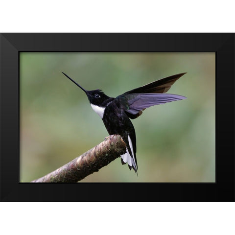 Collared Inca Ecuador Black Modern Wood Framed Art Print by Jones, Adam