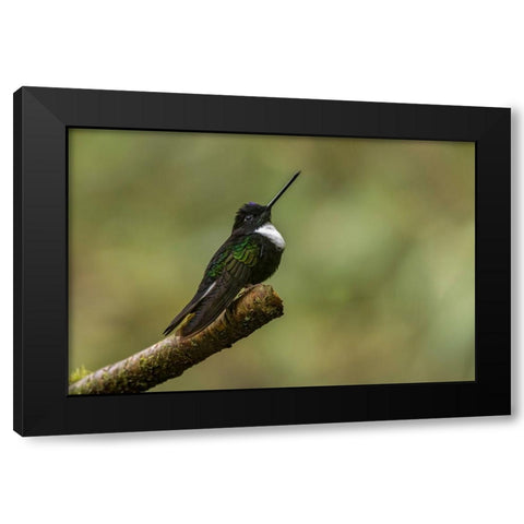 Collared Inca Ecuador Black Modern Wood Framed Art Print by Jones, Adam