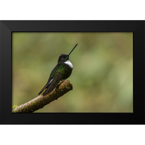 Collared Inca Ecuador Black Modern Wood Framed Art Print by Jones, Adam