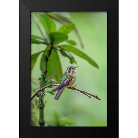 Speckled hummingbird-Ecuador Black Modern Wood Framed Art Print by Jones, Adam