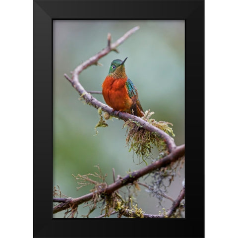 Chestnut-breasted Coronet-Ecuador Black Modern Wood Framed Art Print by Jones, Adam