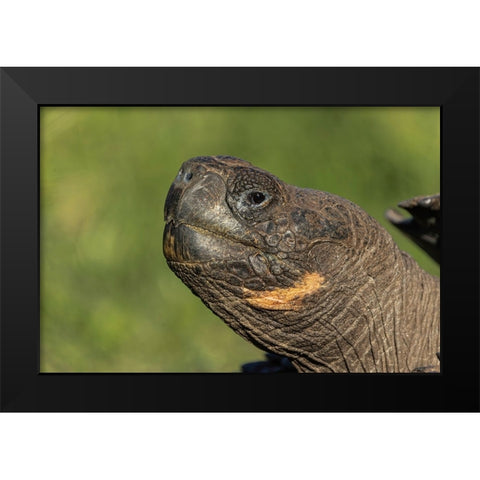 Galapagos giant tortoise Genovesa Island-Galapagos Islands-Ecuador Black Modern Wood Framed Art Print by Jones, Adam