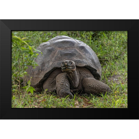 Galapagos giant tortoise Genovesa Island-Galapagos Islands-Ecuador Black Modern Wood Framed Art Print by Jones, Adam