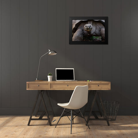 Galapagos giant tortoise Genovesa Island-Galapagos Islands-Ecuador Black Modern Wood Framed Art Print by Jones, Adam