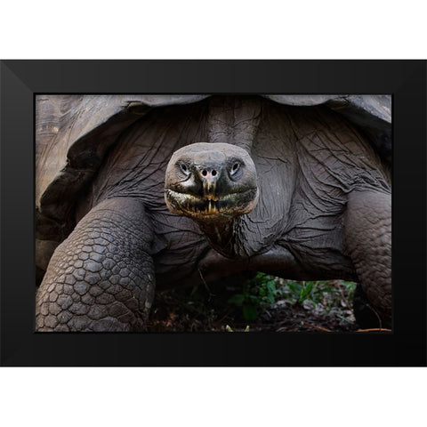 Galapagos giant tortoise Genovesa Island-Galapagos Islands-Ecuador Black Modern Wood Framed Art Print by Jones, Adam