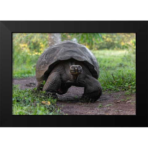 Galapagos giant tortoise Genovesa Island-Galapagos Islands-Ecuador Black Modern Wood Framed Art Print by Jones, Adam