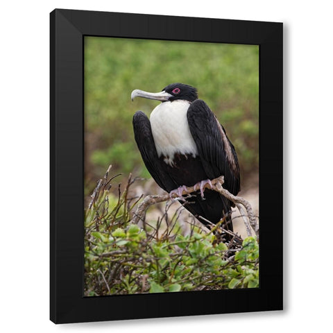 Female Great frigatebird-Genovesa Island-Ecuador Black Modern Wood Framed Art Print with Double Matting by Jones, Adam